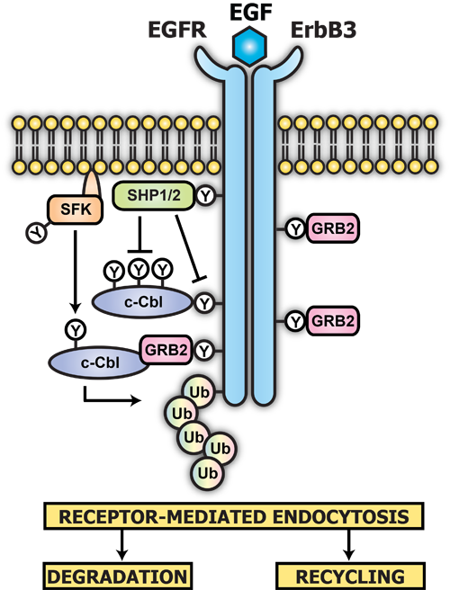 EGFR endocytosis